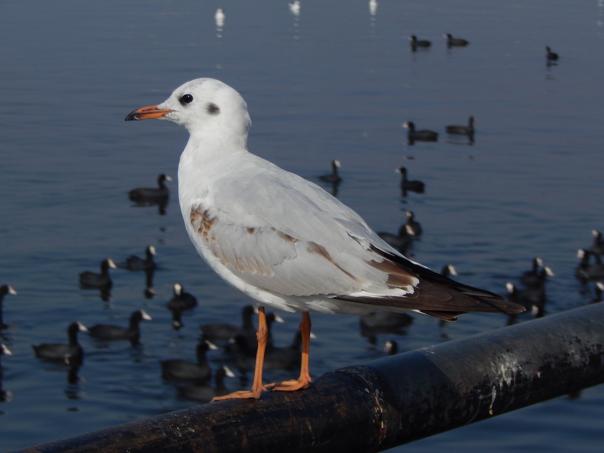 gull sp. - ML629176600
