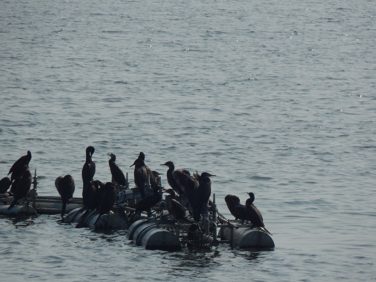 Little/Indian Cormorant - ML629176627