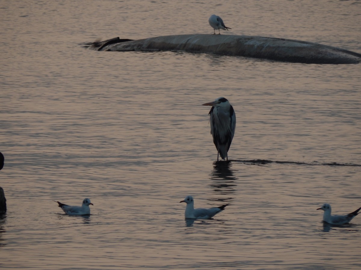 Gray Heron - ML629176633