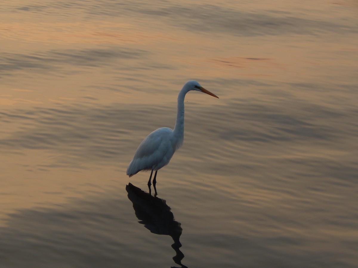 Great Egret - ML629176635