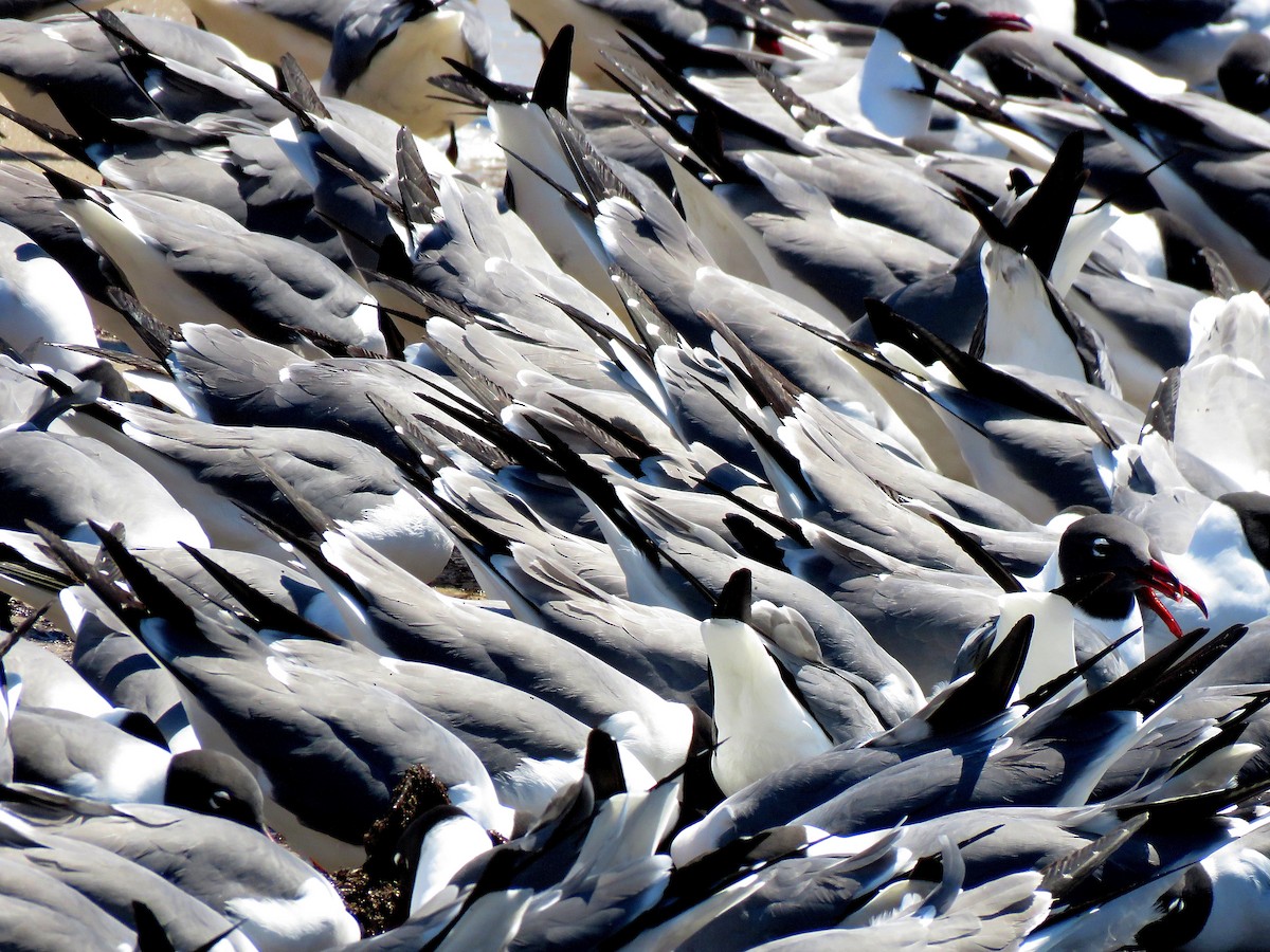 Laughing Gull - ML629176639