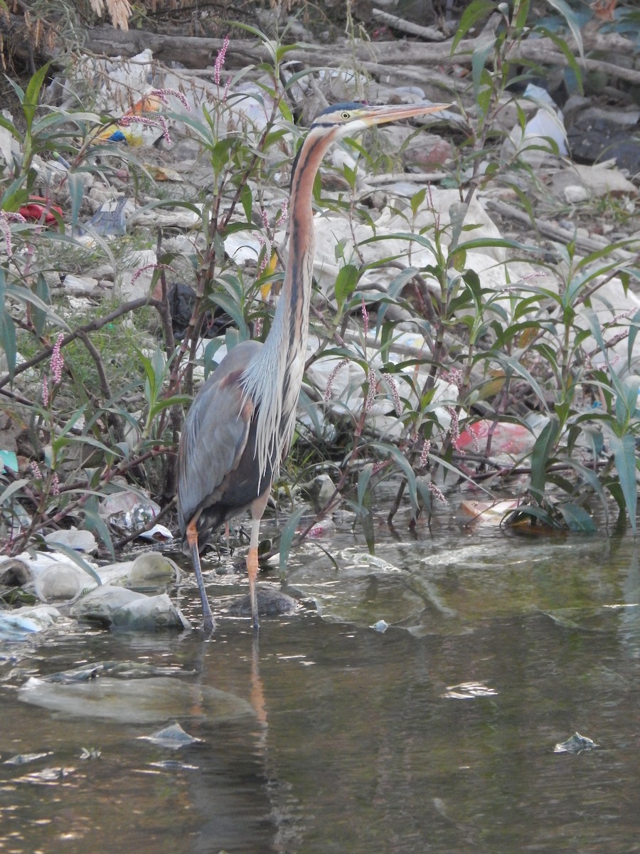 Purple Heron - ML629176642