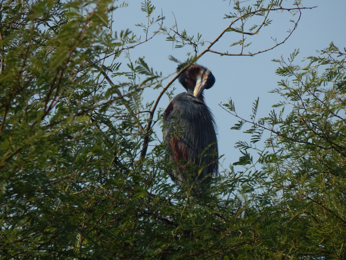 Purple Heron - ML629176654
