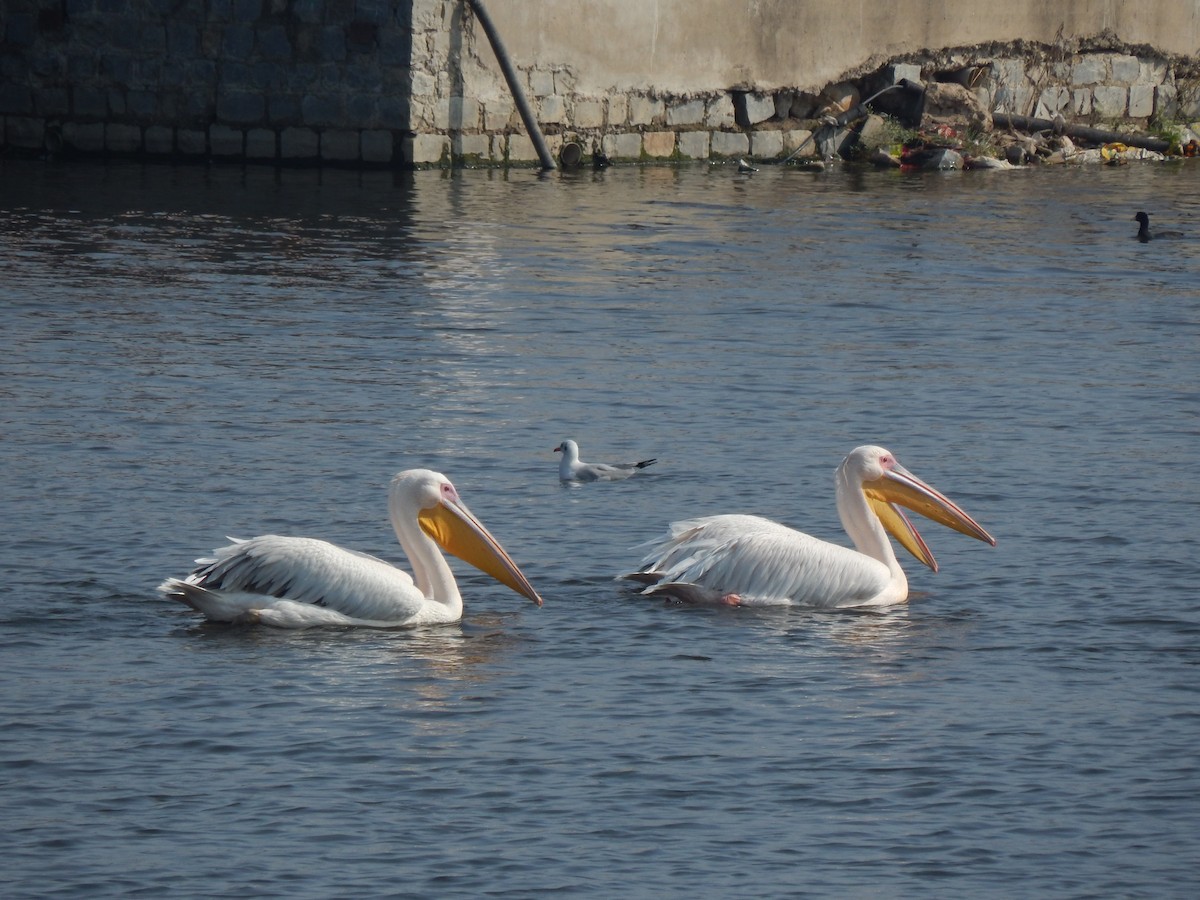 Great White Pelican - ML629176660