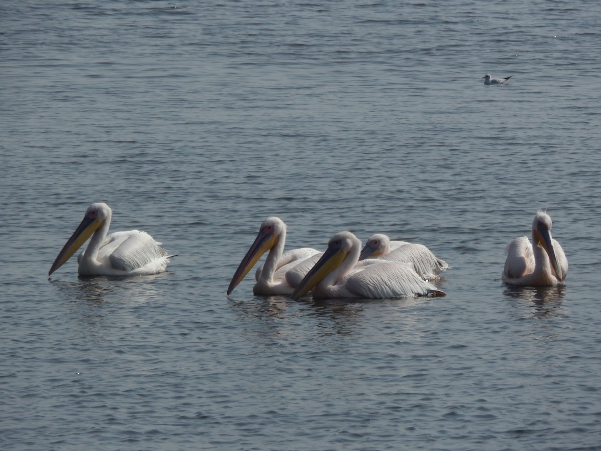 Great White Pelican - ML629176661