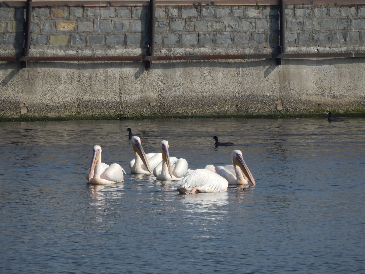 Great White Pelican - ML629176662