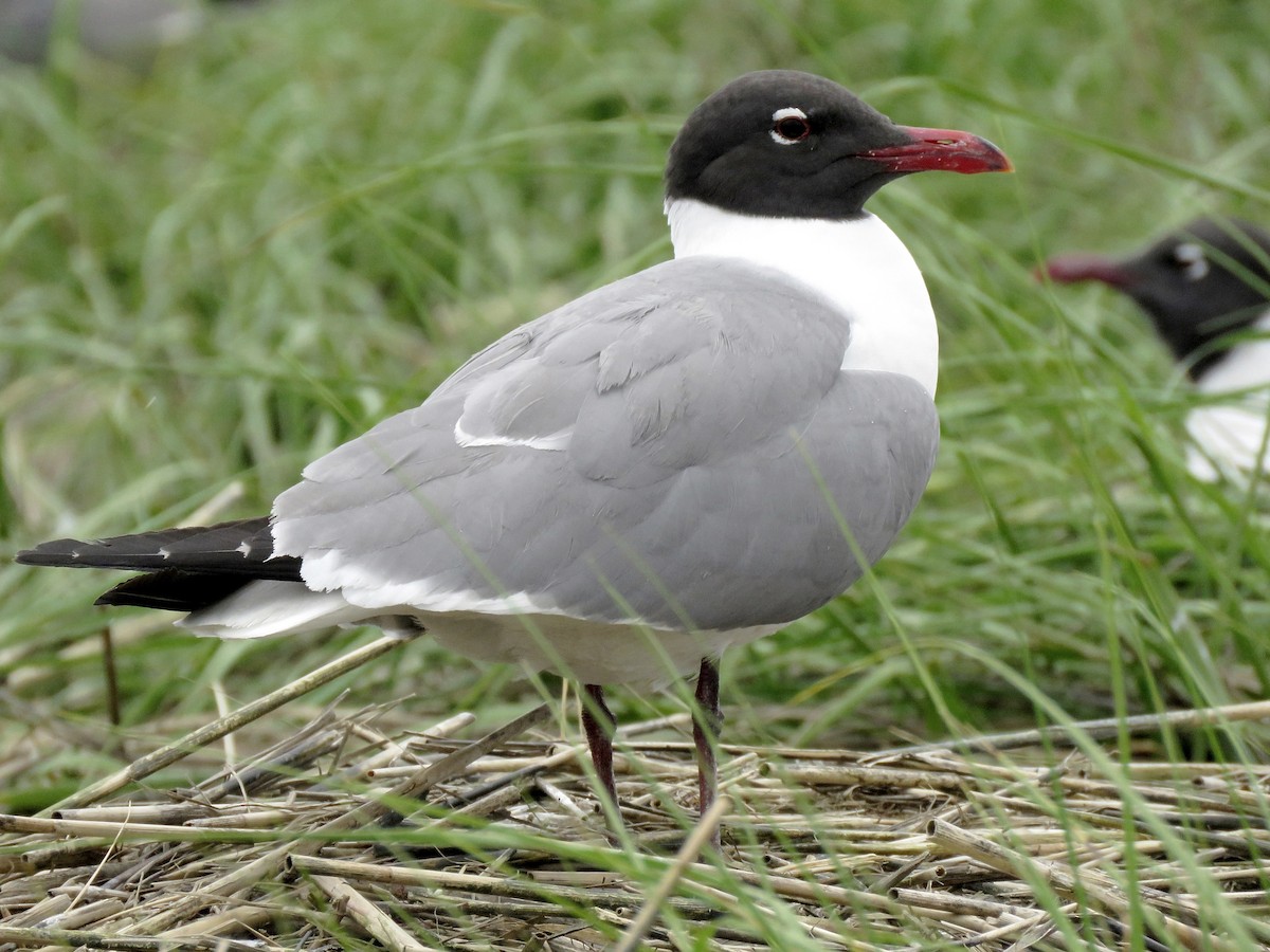 Laughing Gull - ML629176687