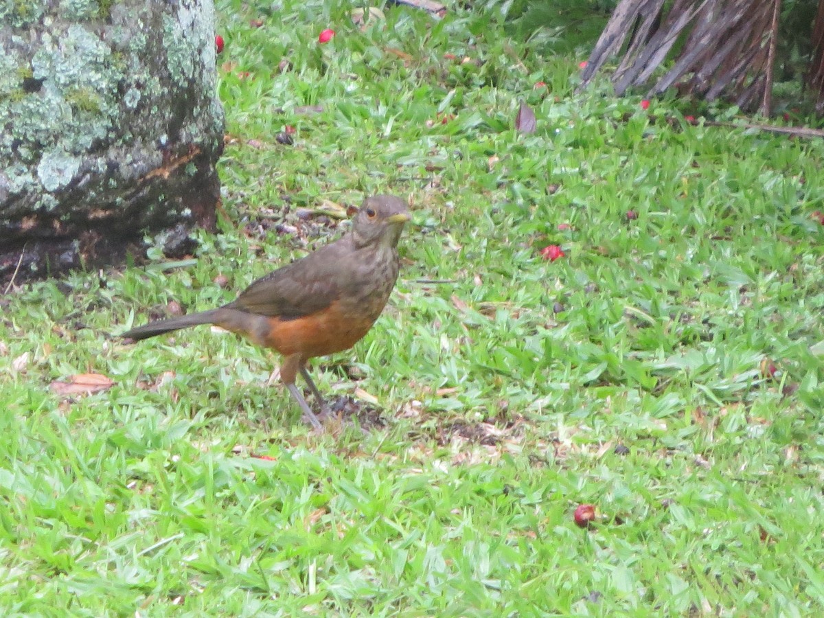Rufous-bellied Thrush - ML629176865