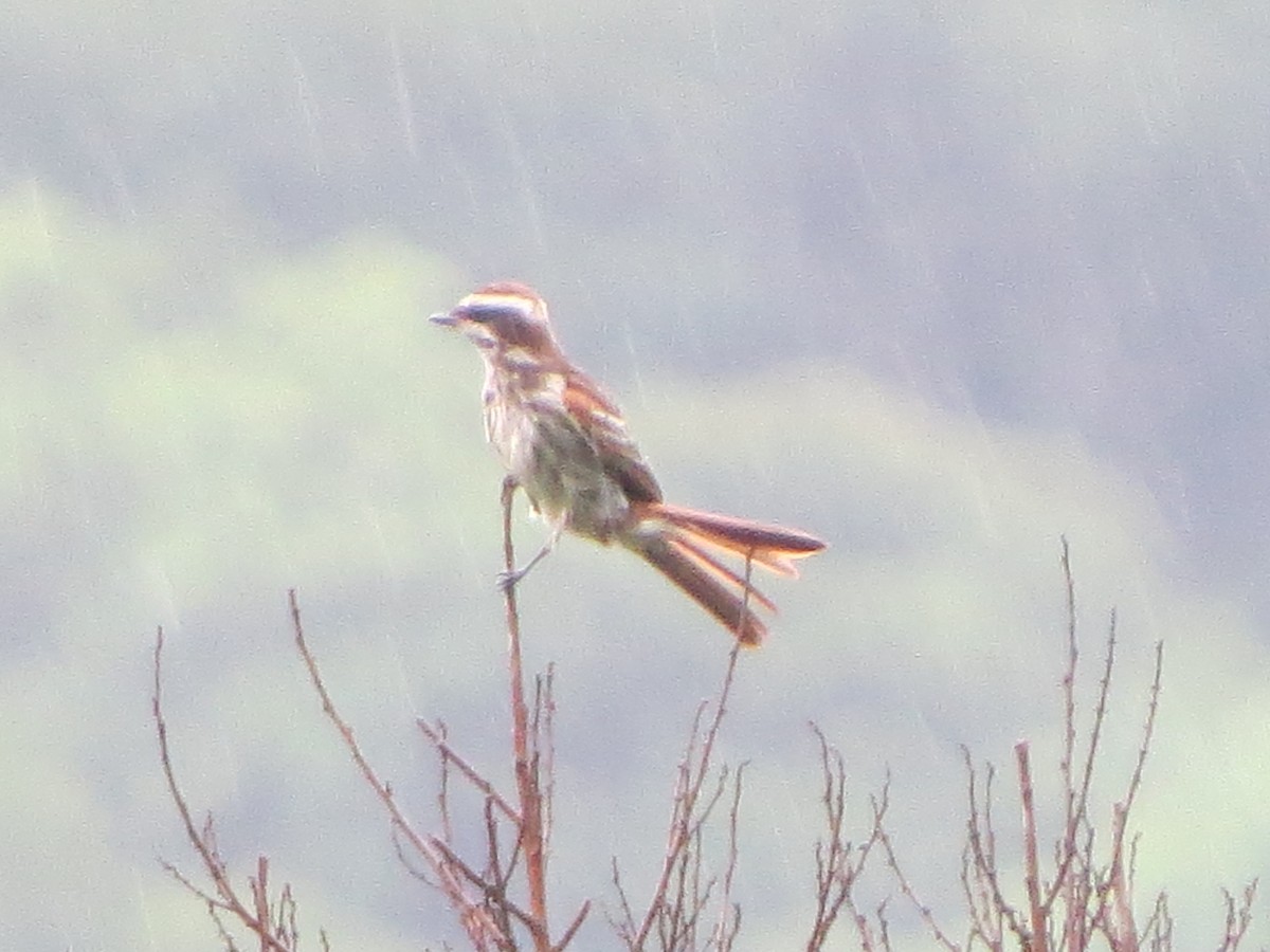 Variegated Flycatcher - ML629176911