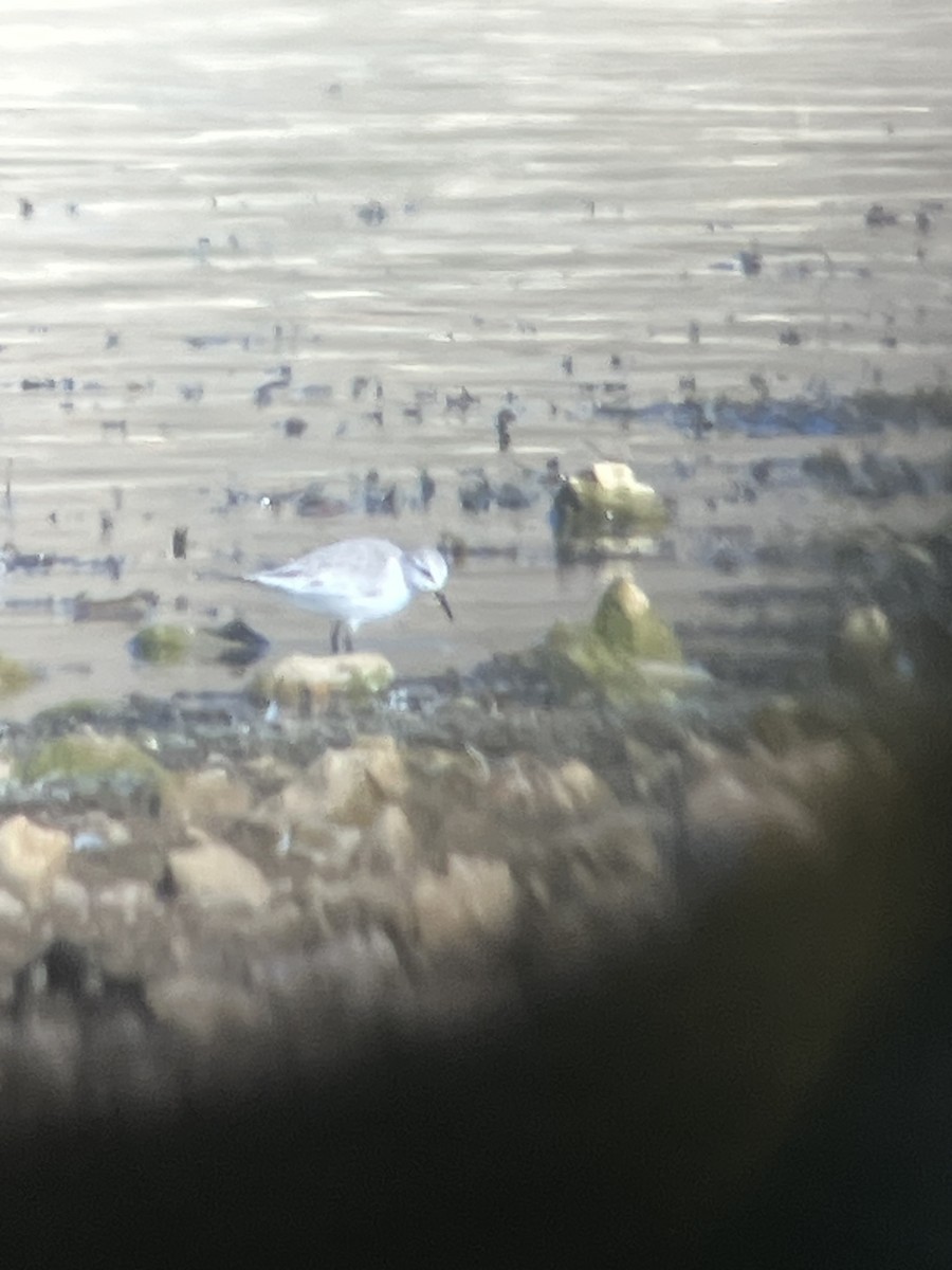 Sanderling - ML629176960