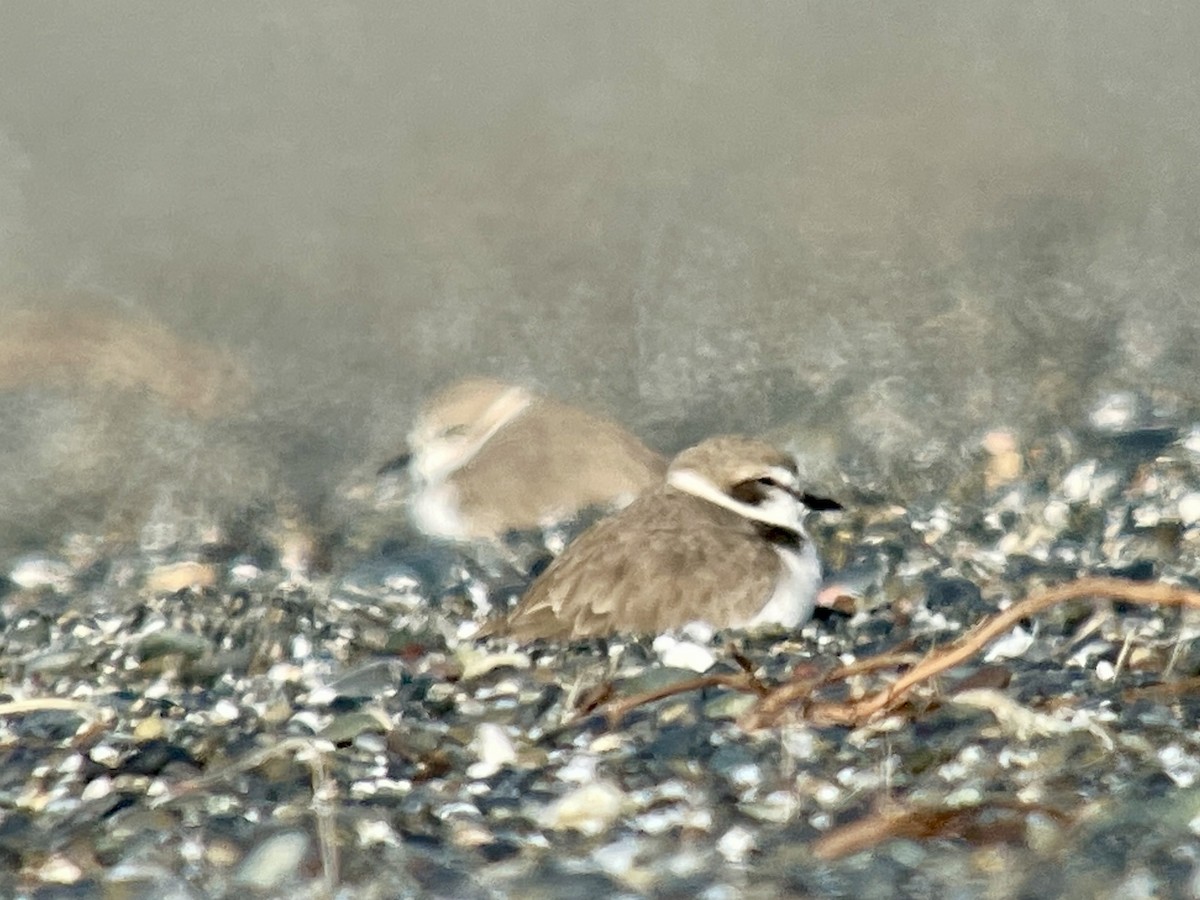 Snowy Plover - ML629177033