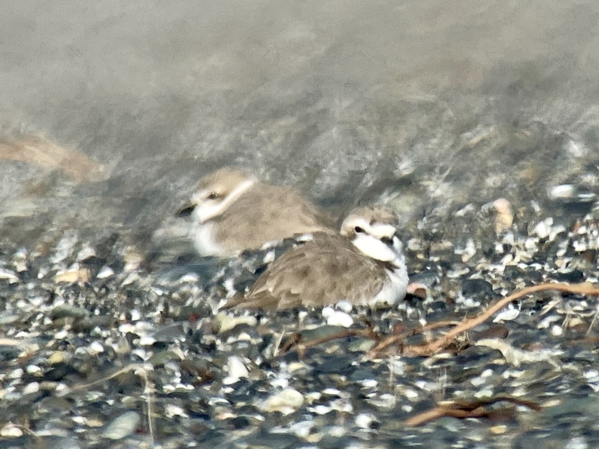 Snowy Plover - ML629177034