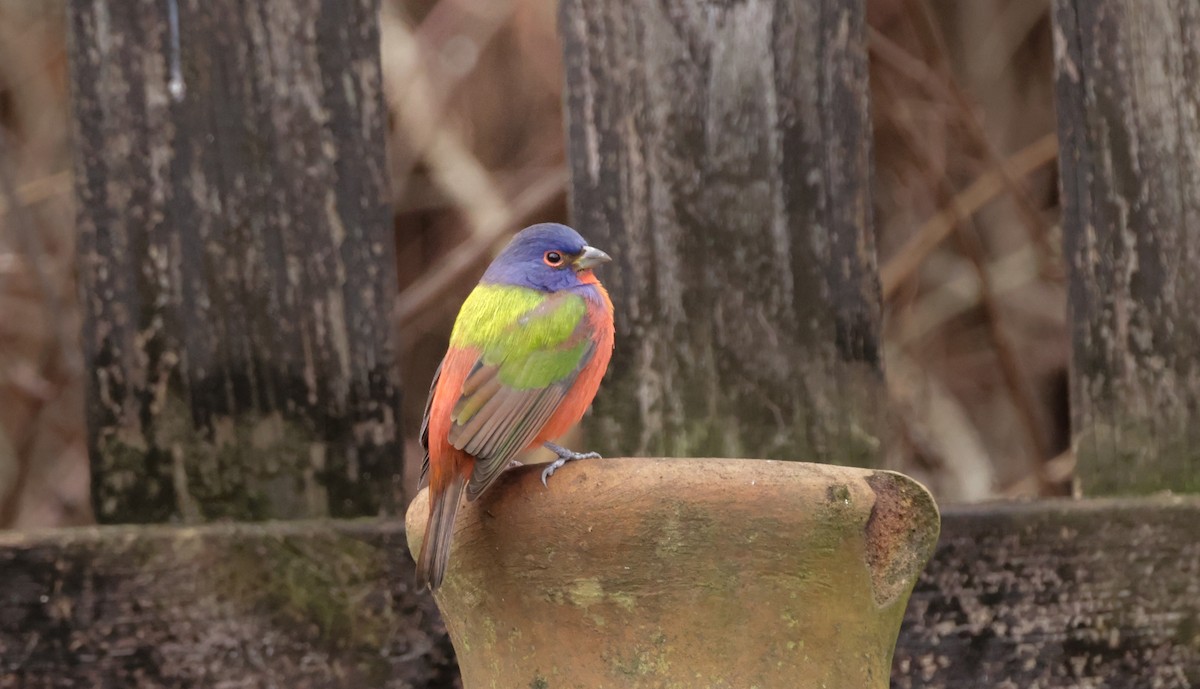 Painted Bunting - ML629177052