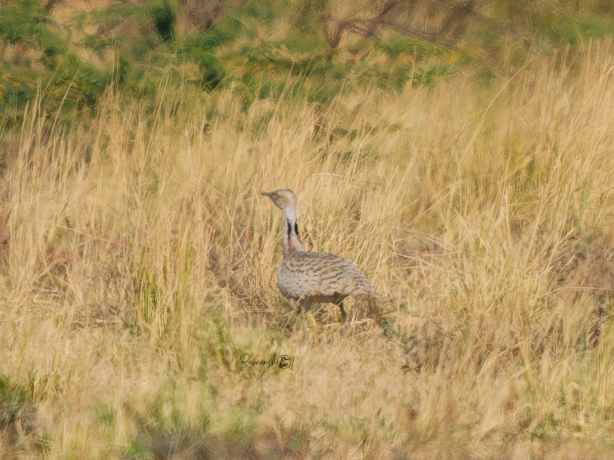 Ubara asiatica - ML629177207