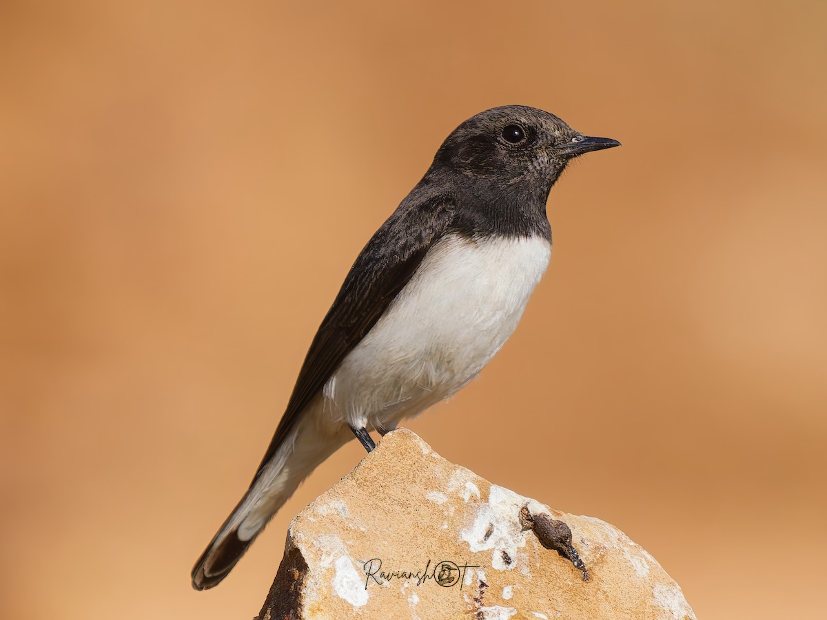 Variable Wheatear - ML629177217