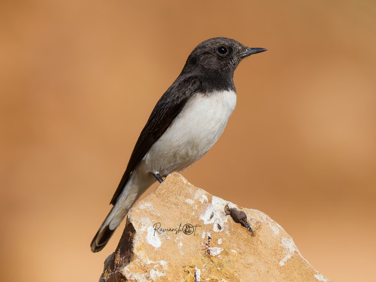 Variable Wheatear - ML629177218