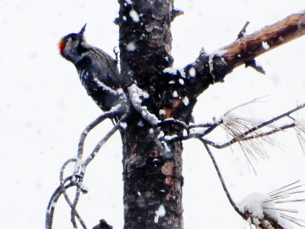 Himalayan Woodpecker - ML629177655
