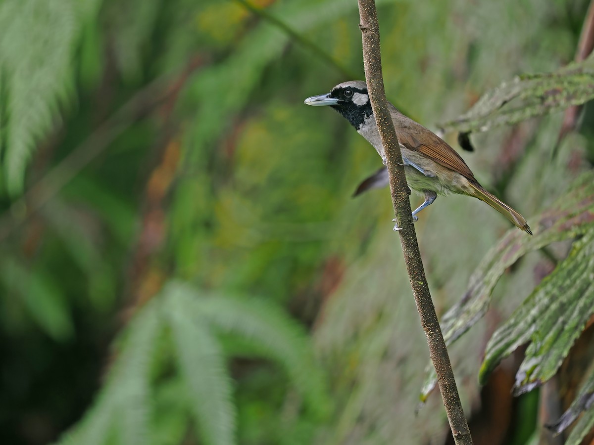 Black-throated Shrikebill - ML629177772