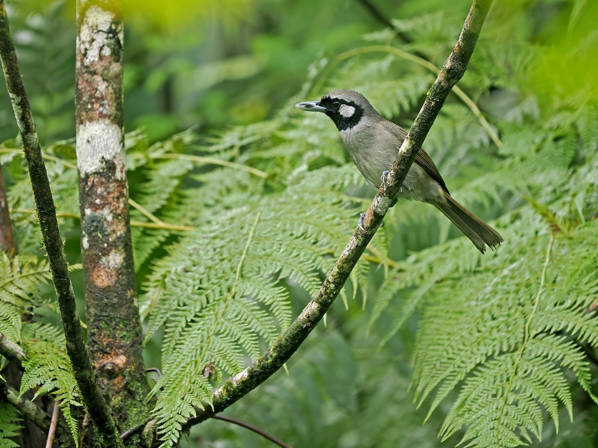 Black-throated Shrikebill - ML629177773
