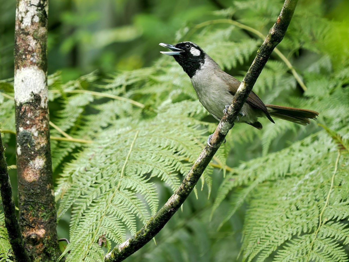 Black-throated Shrikebill - ML629177774