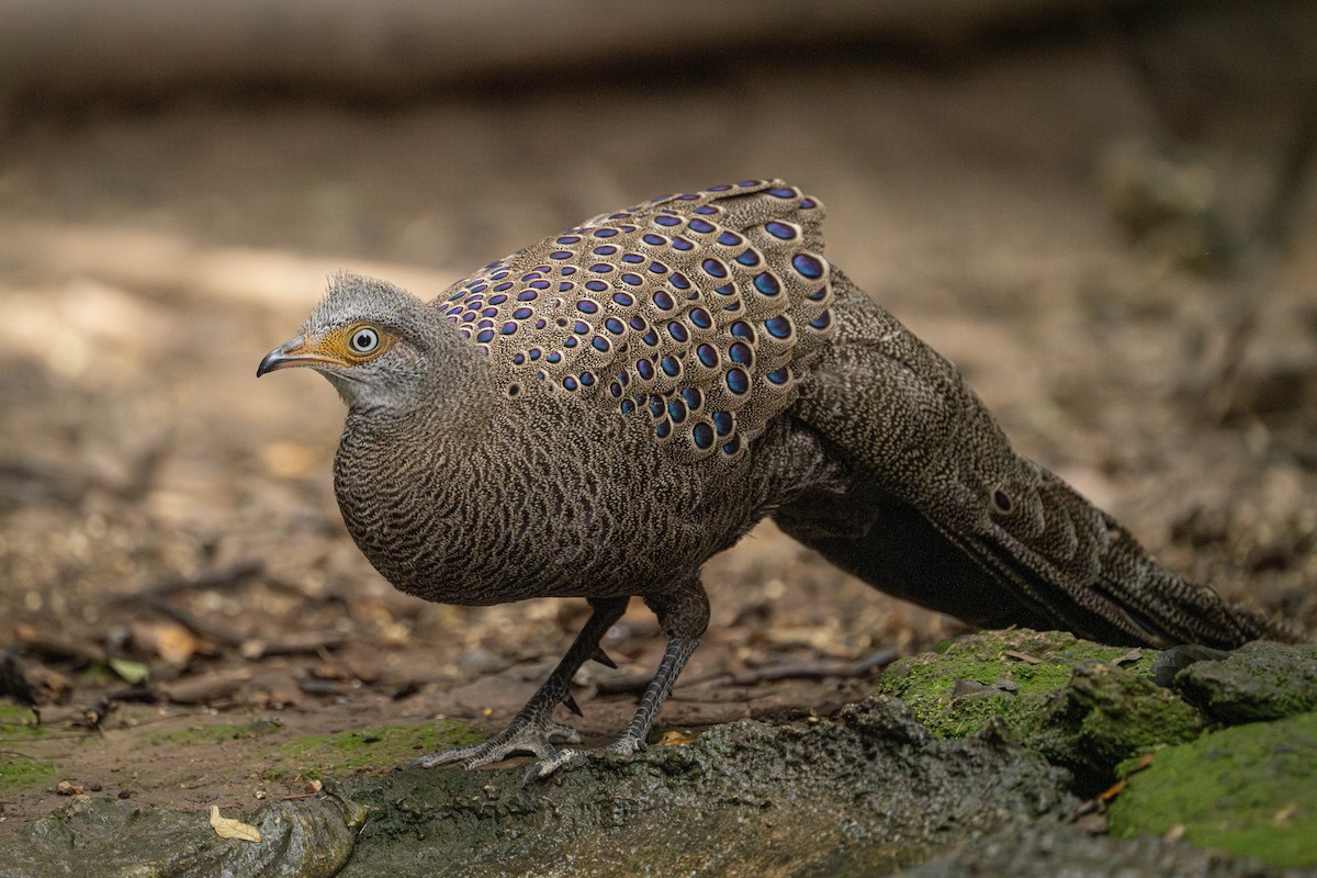 Віялохвіст сірий - ML629177810