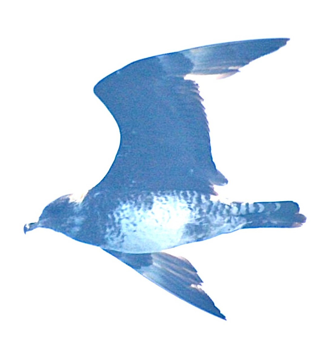 Бэсрэг хайлгана - ML629177850