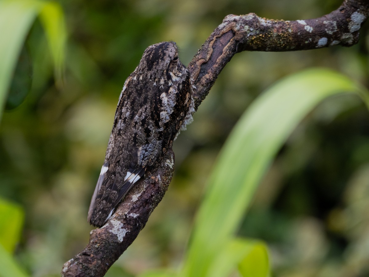 Gray Nightjar - ML629178015
