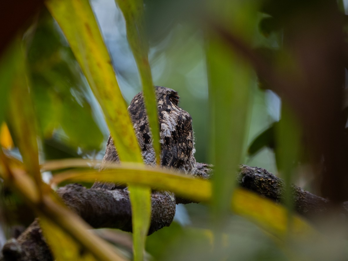Gray Nightjar - ML629178016