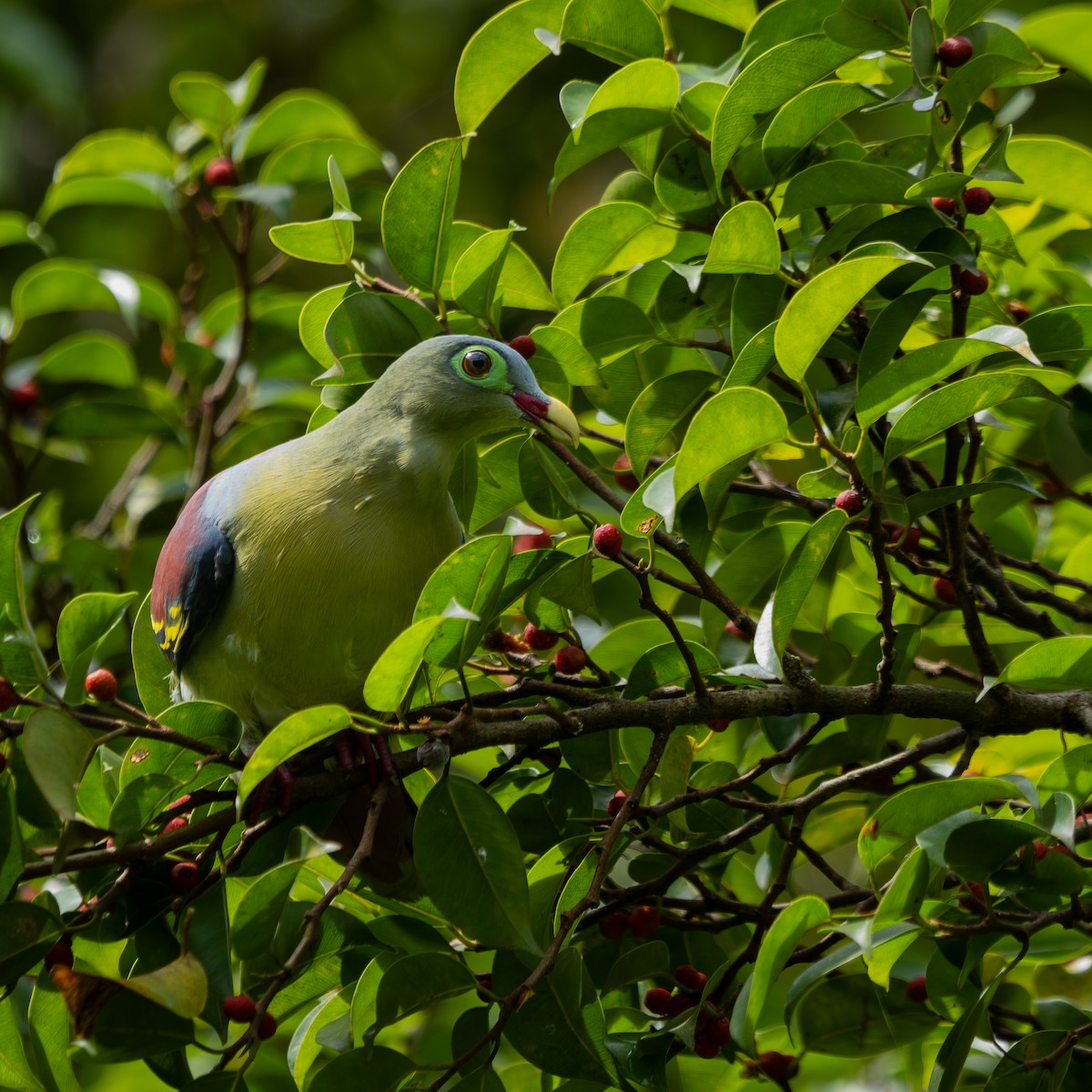 Thick-billed Green-Pigeon - ML629178033
