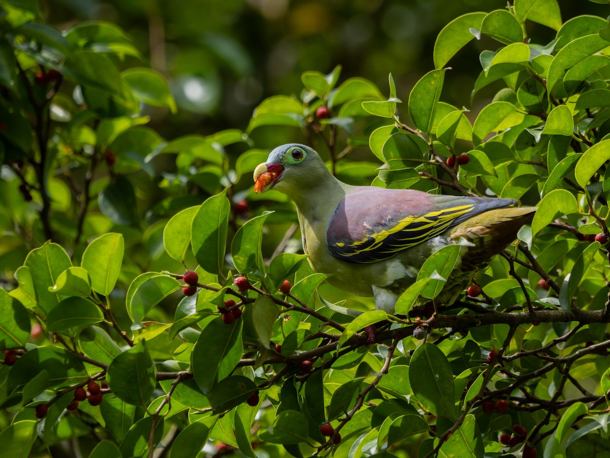 Thick-billed Green-Pigeon - ML629178035