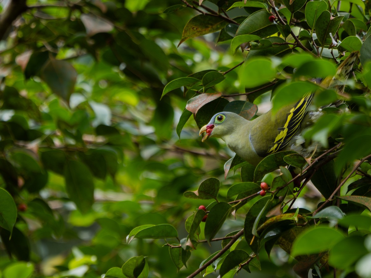 Thick-billed Green-Pigeon - ML629178036