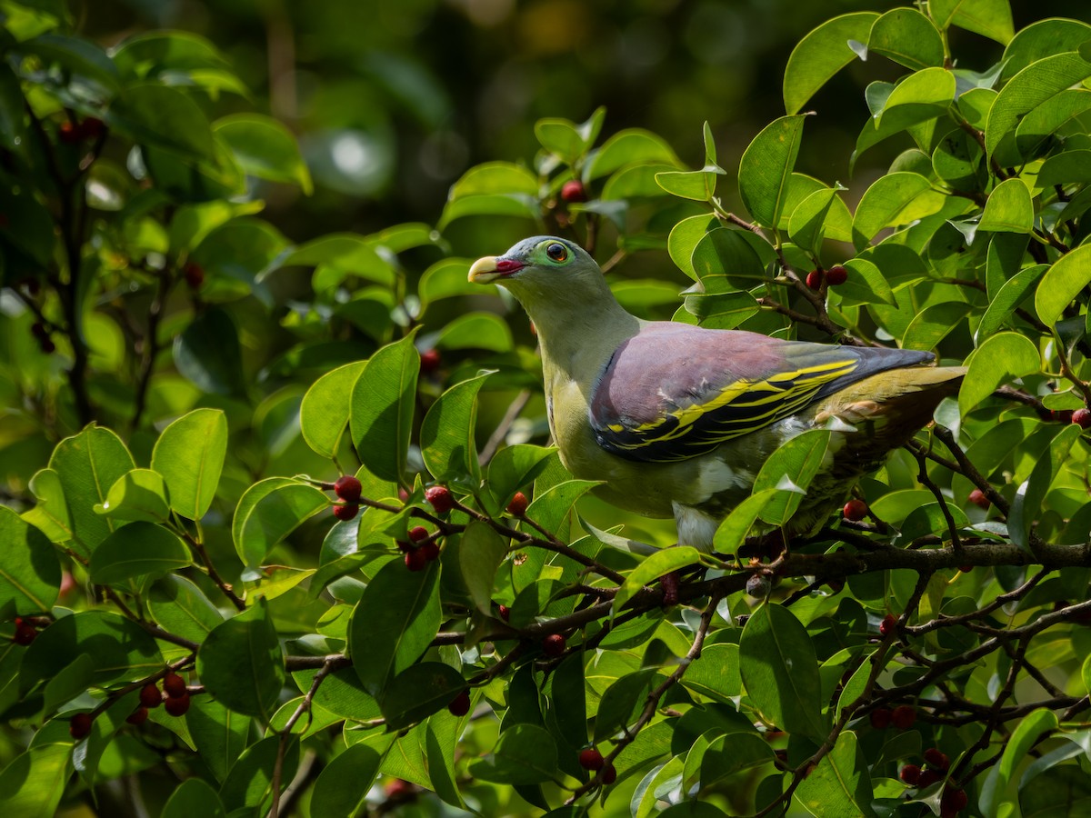 Thick-billed Green-Pigeon - ML629178037