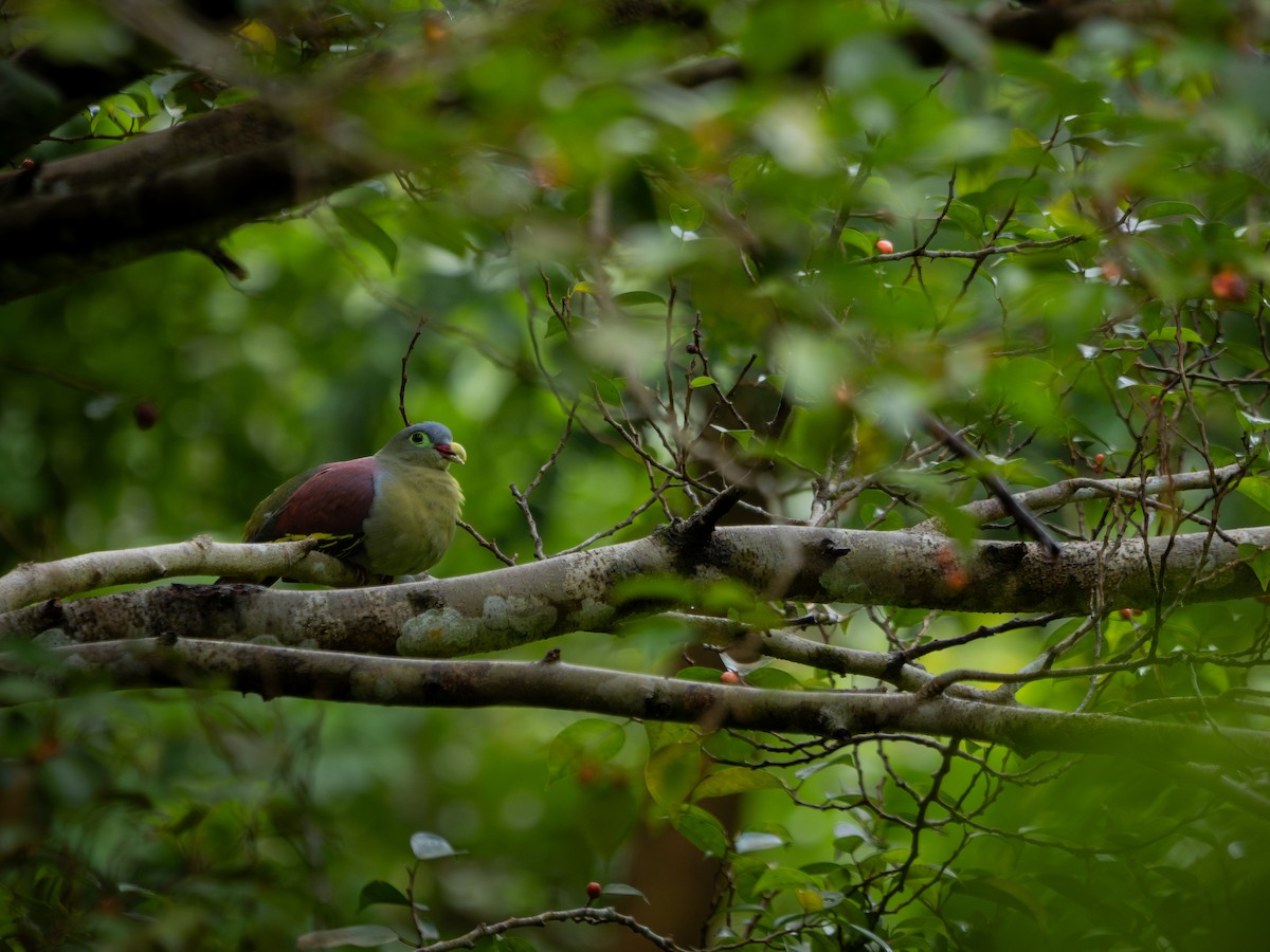 Thick-billed Green-Pigeon - ML629178044