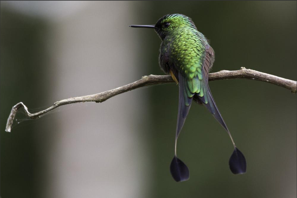 Colibrí de Raquetas Peruano - ML62917811