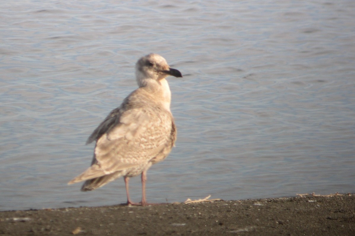 Glaucous-winged Gull - ML629178195