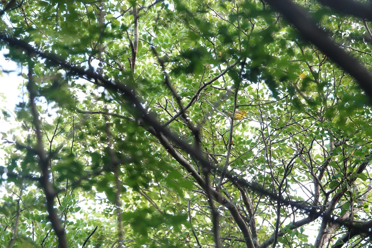 Prairie Warbler - ML629178206