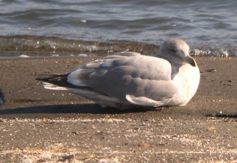 racek západní x šedokřídlý (hybrid) - ML629178290