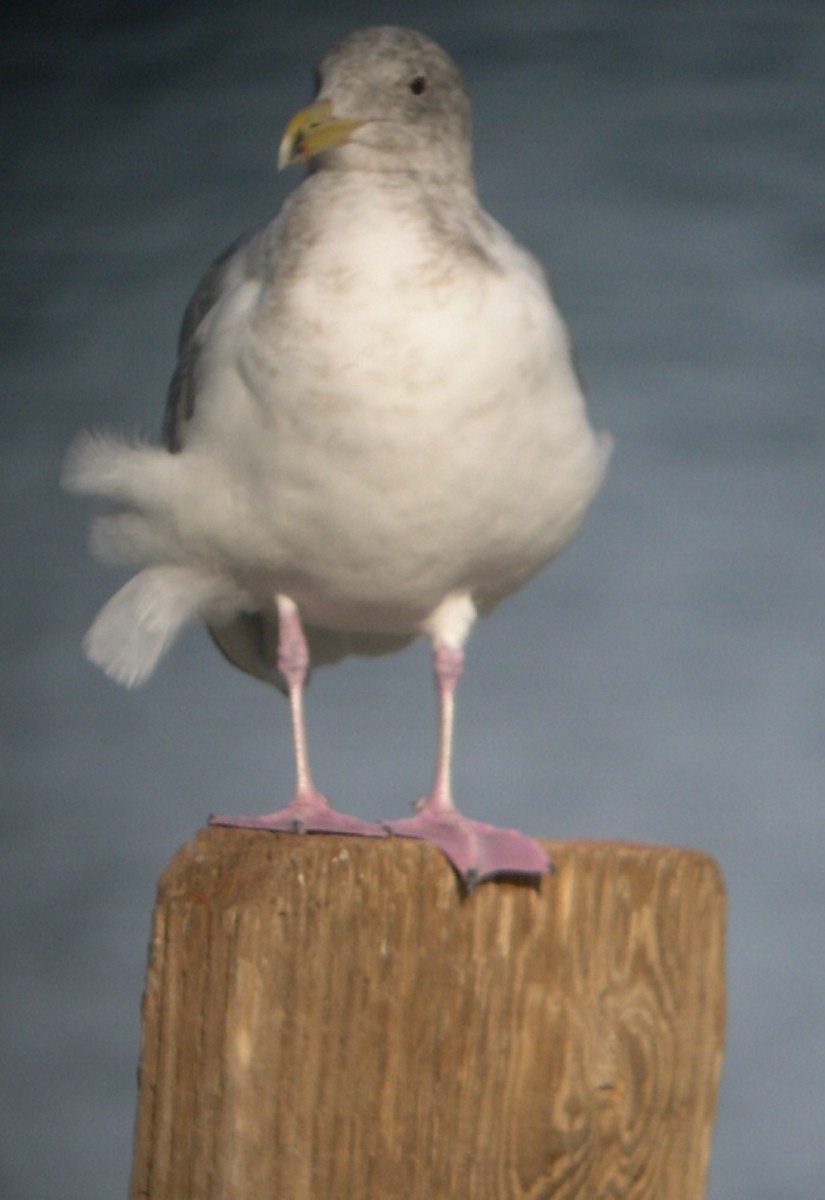 Western x Glaucous-winged Gull (hybrid) - ML629178291