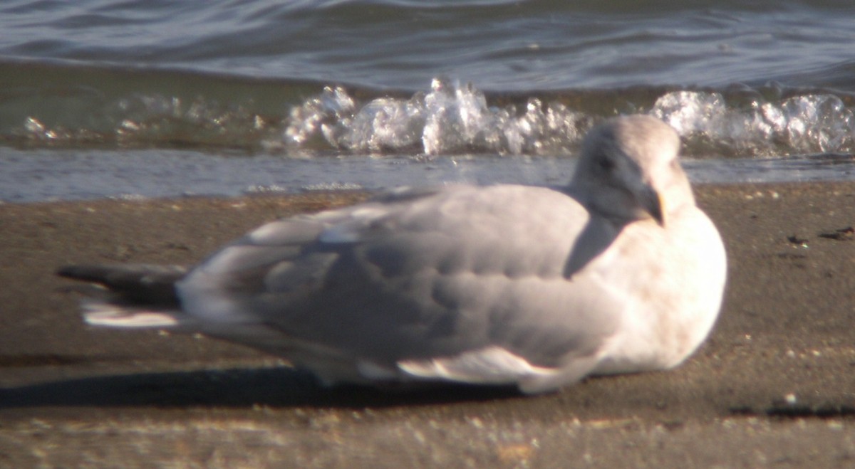 Western x Glaucous-winged Gull (hybrid) - ML629178292