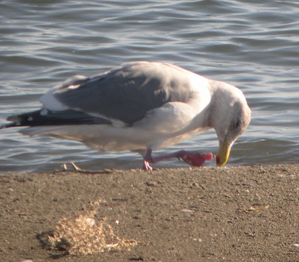 Western x Glaucous-winged Gull (hybrid) - ML629178293