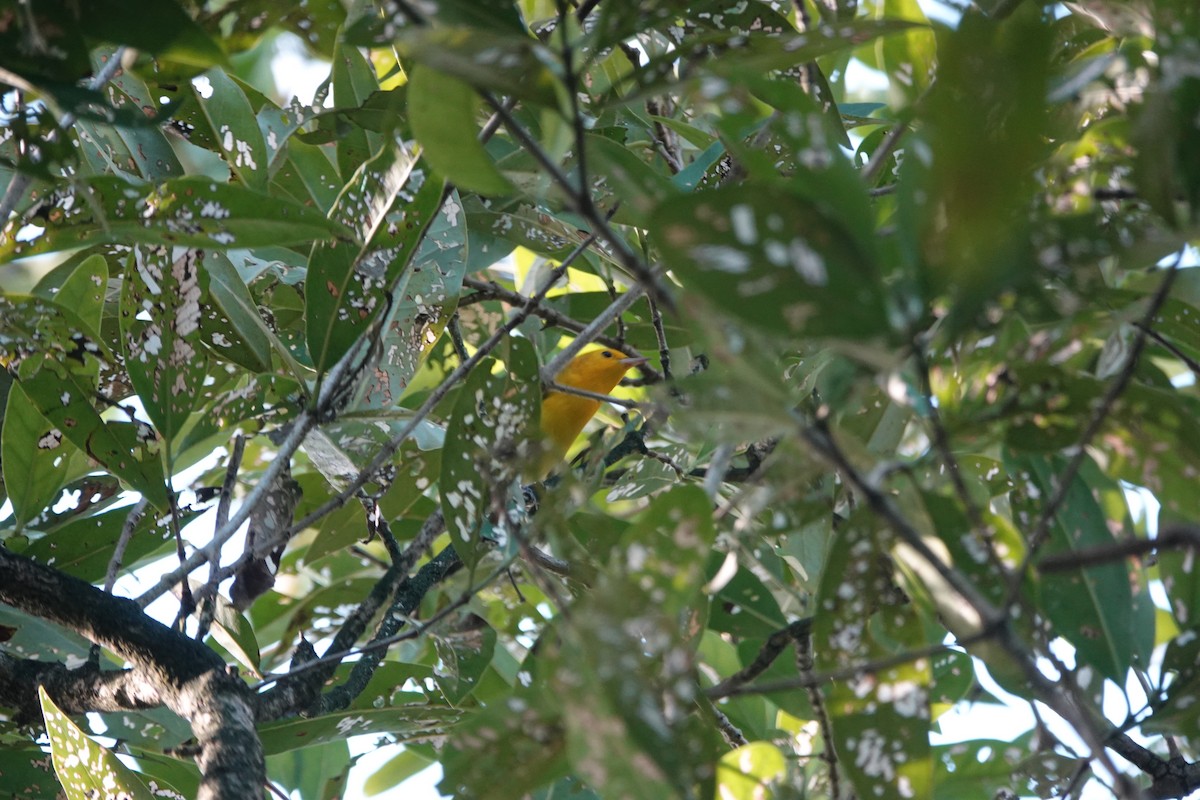 Prothonotary Warbler - ML629178295