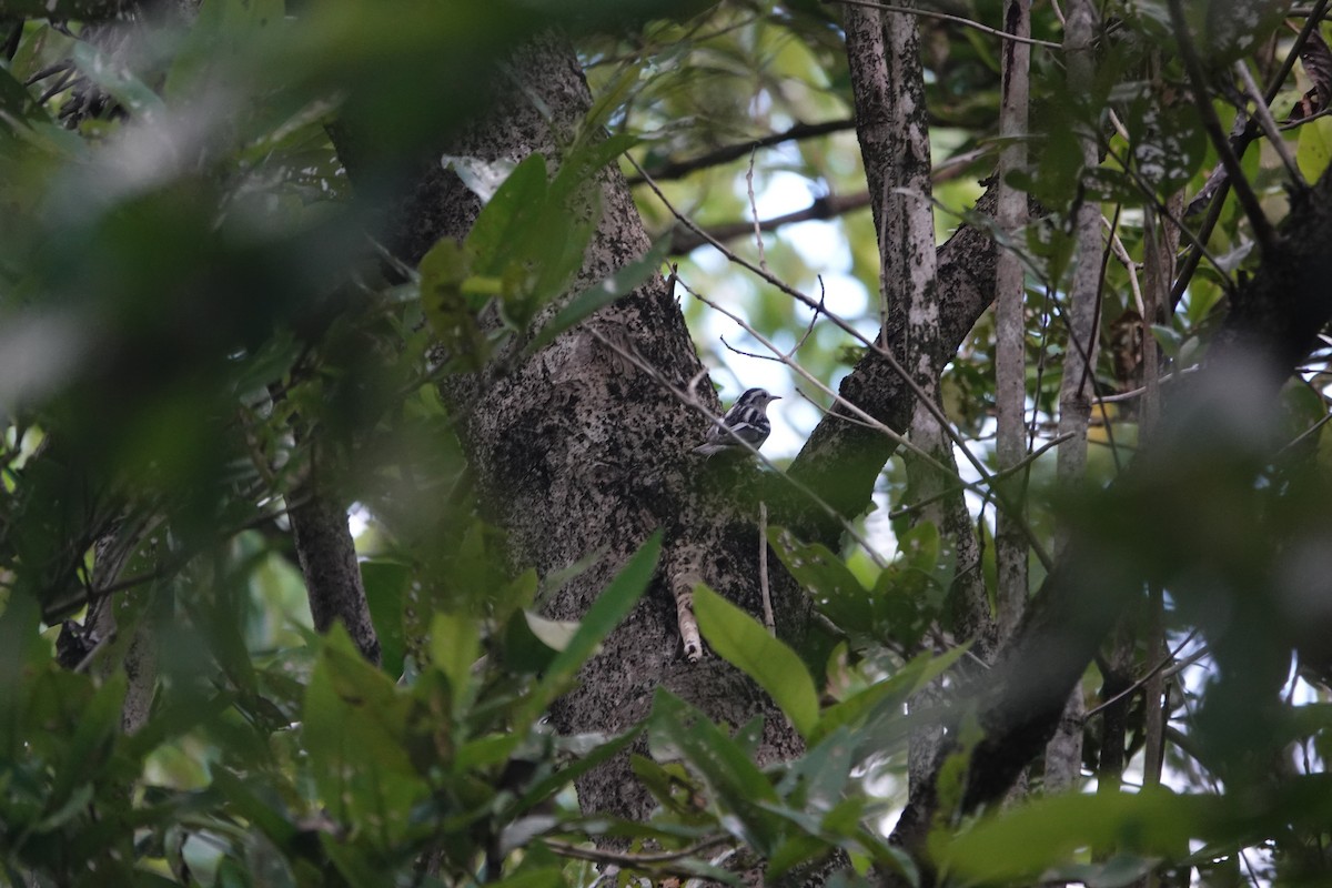 Black-and-white Warbler - ML629178344