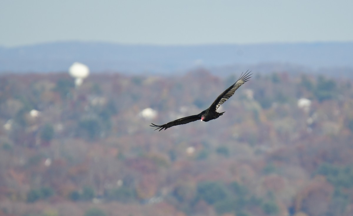 Turkey Vulture - ML629178364