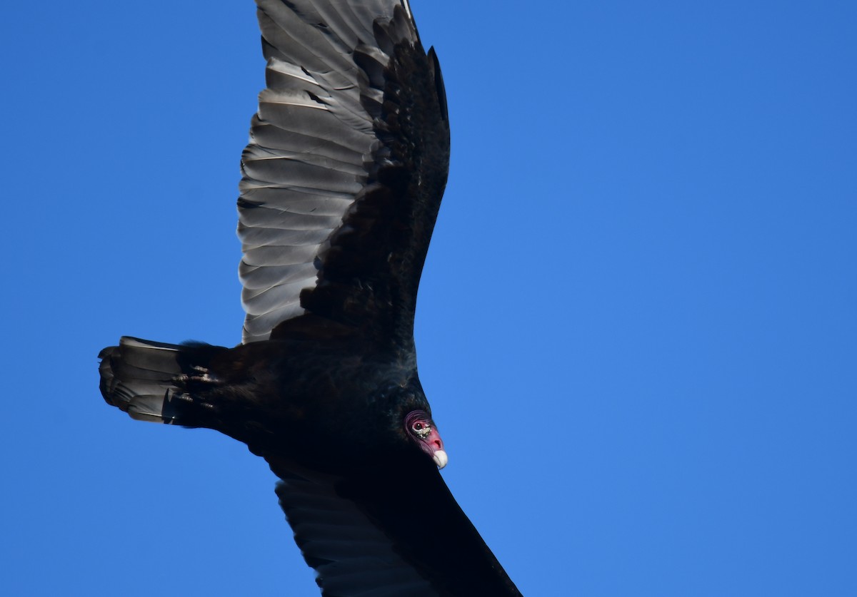 Turkey Vulture - ML629178365