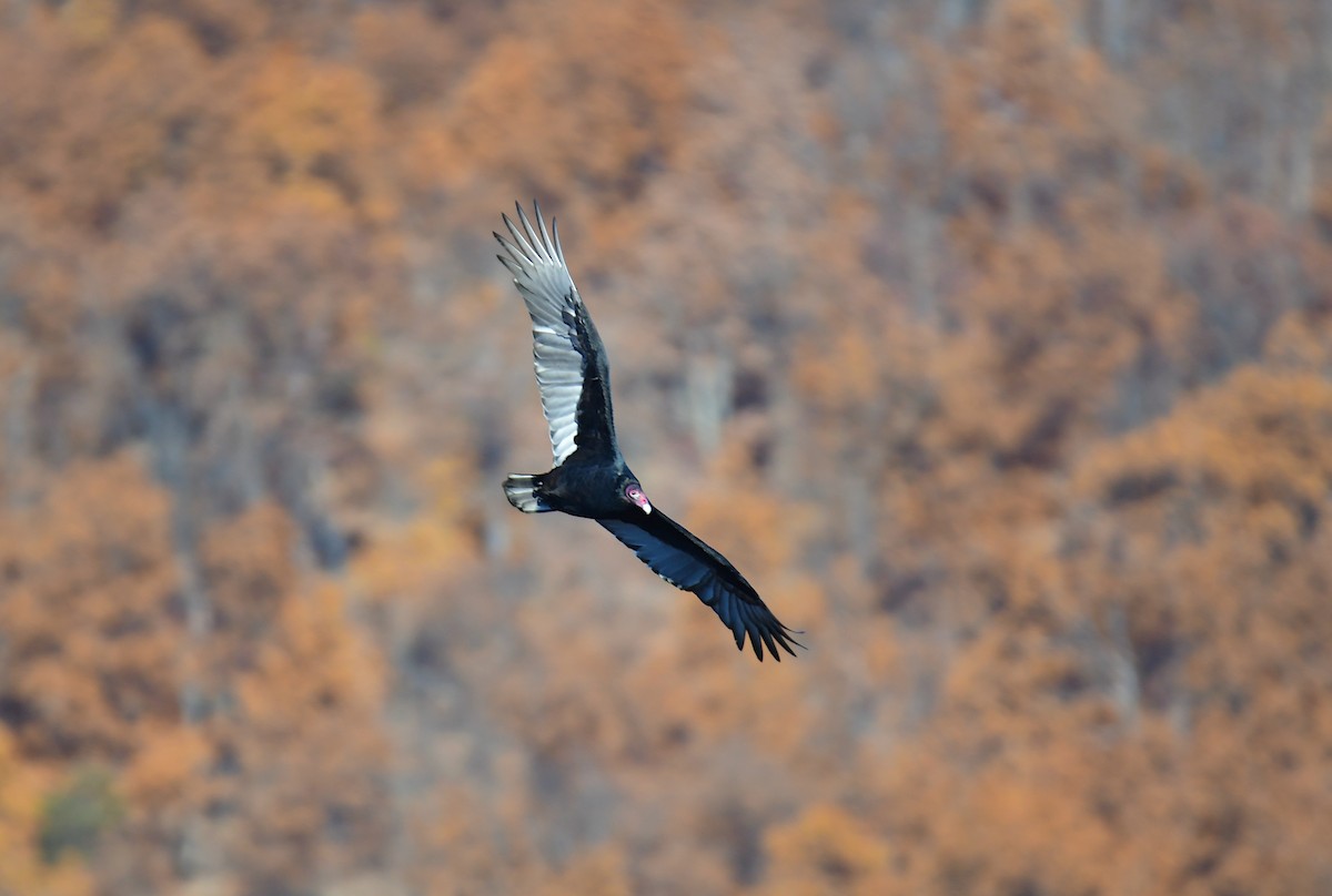 Turkey Vulture - ML629178367