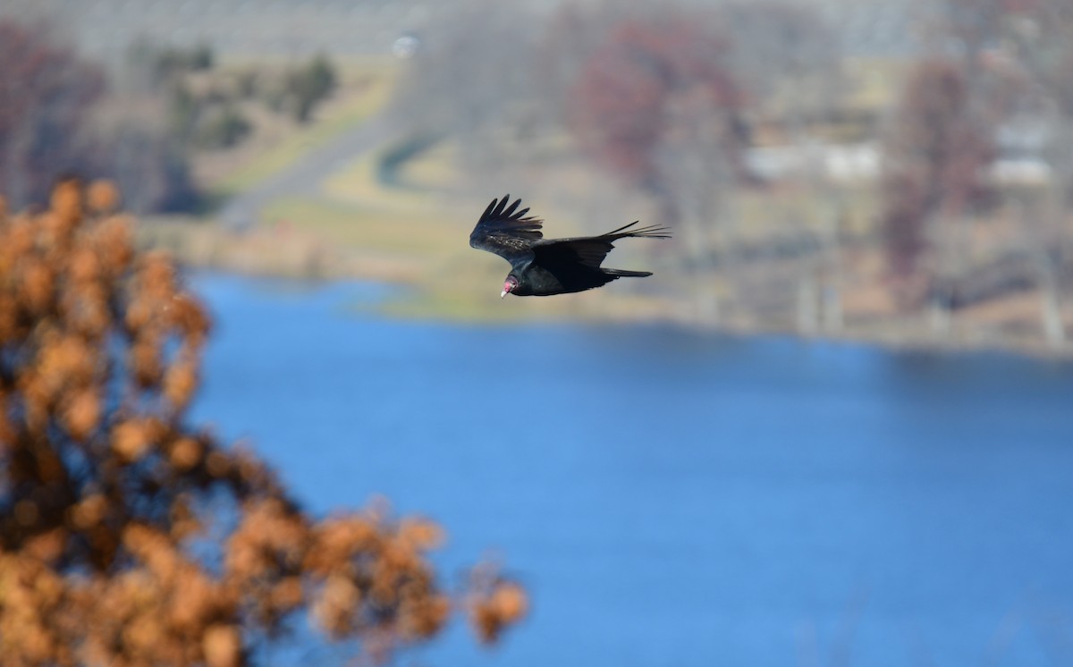 Turkey Vulture - ML629178369