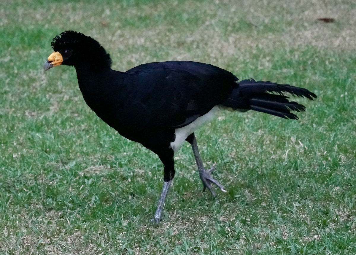 hoko černý - ML629178380