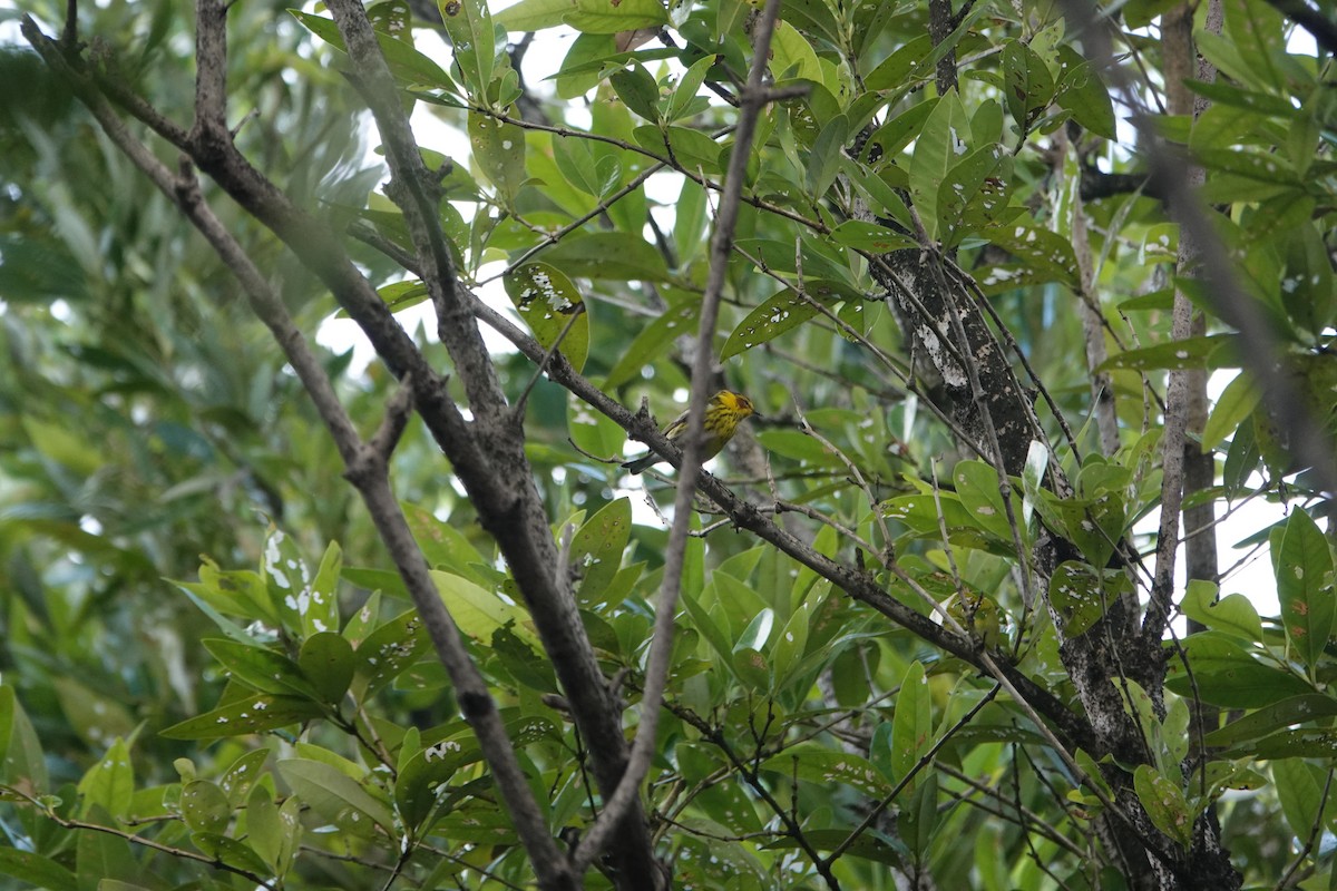 Cape May Warbler - ML629178389