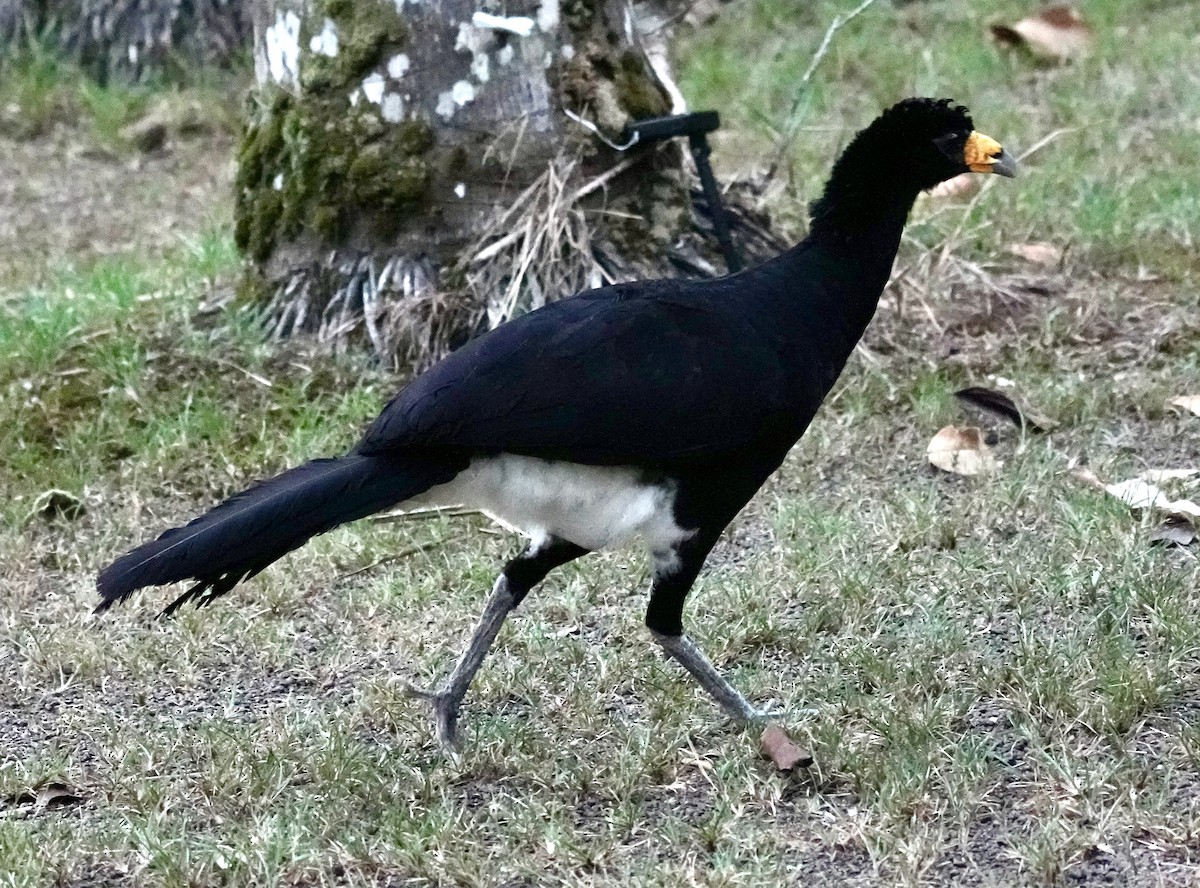 hoko černý - ML629178393