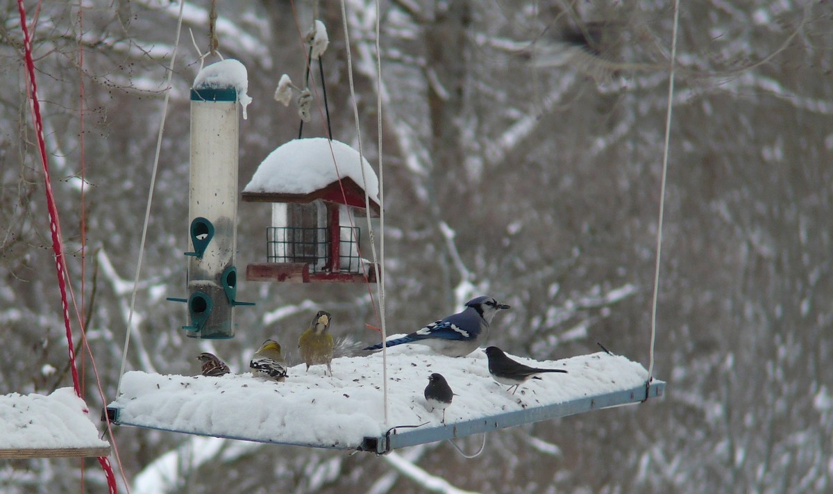 Blue Jay - ML629178446